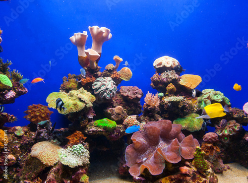Coral aquarium #74527914