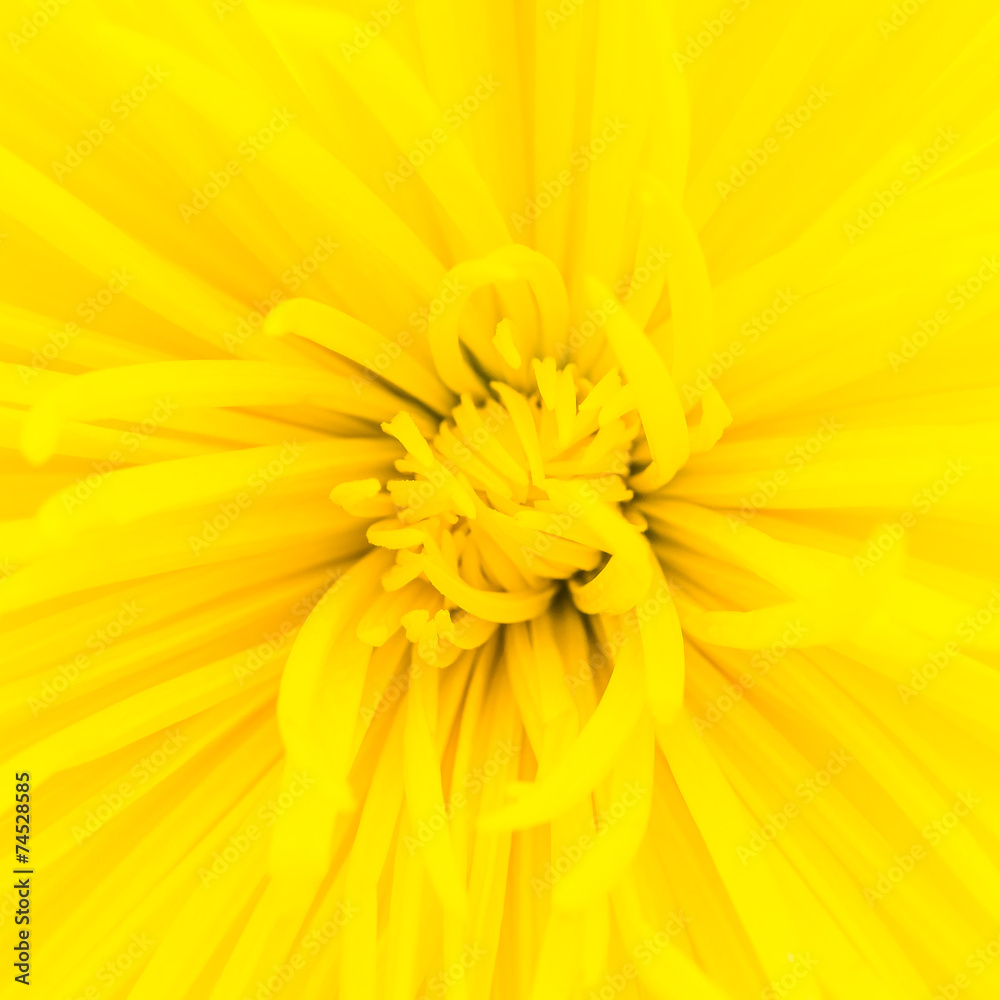 Fototapeta premium Close up yellow flower