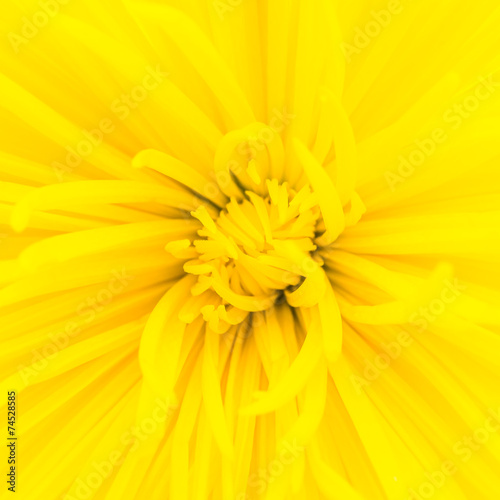 Close up yellow flower