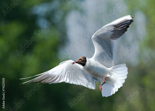 Black-headed Gull in flight 