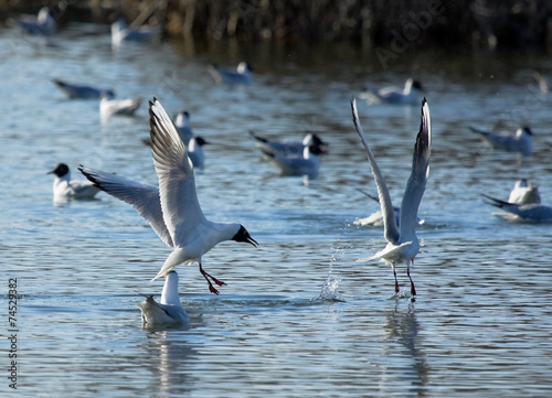 Two chasing black-headed gulls