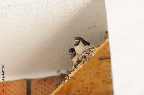 Cute Swallows
