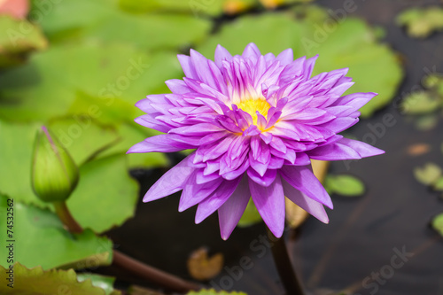 Purple lotus flower growing upright