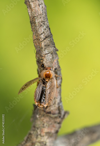 Tawny Cockroach, Ectobius pallidus