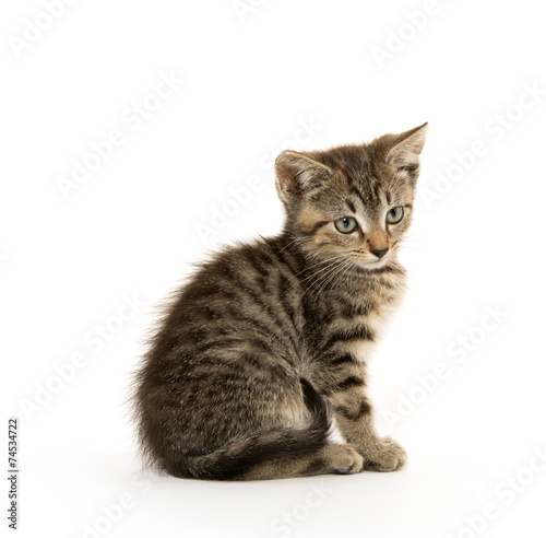 Cute tabby kiten