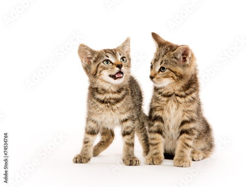 Fototapeta Naklejka Na Ścianę i Meble -  Two tabby kittens