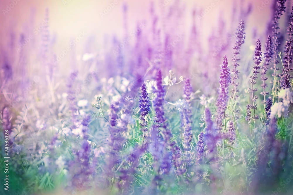 Purple flowers in meadow