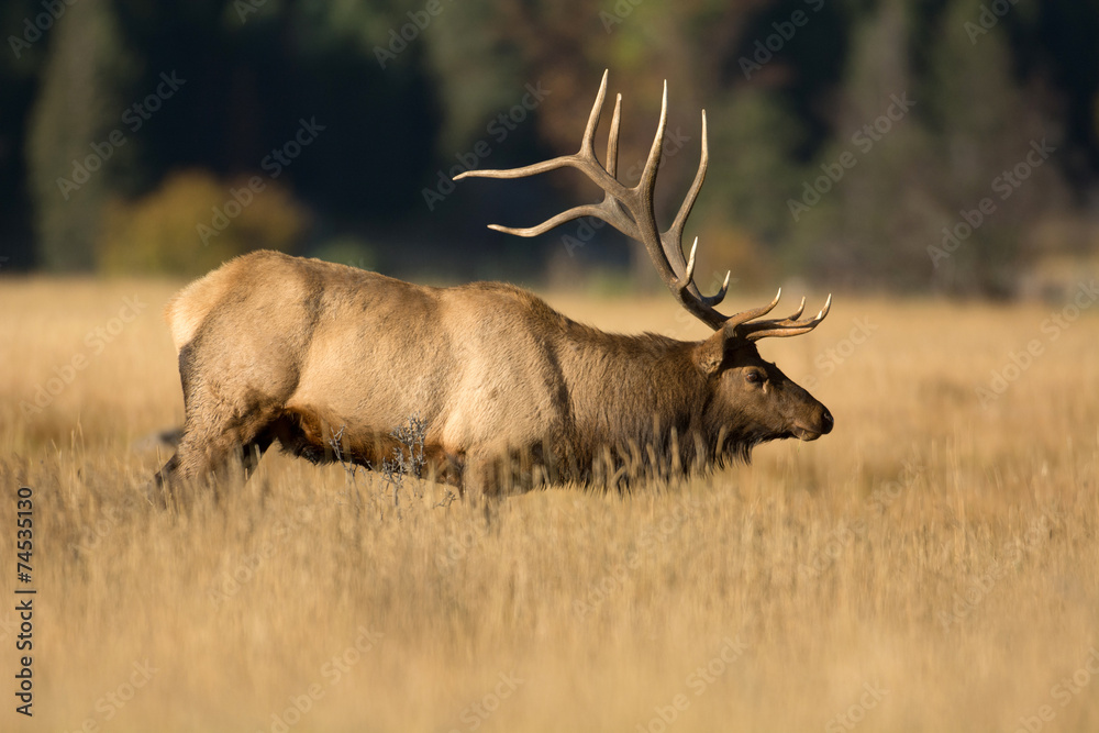Obraz premium North American elk