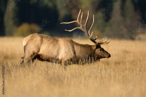 North American elk