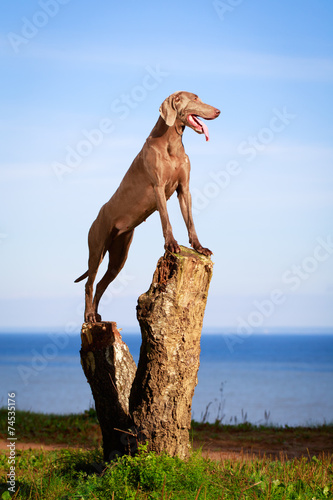 weimaraner dog