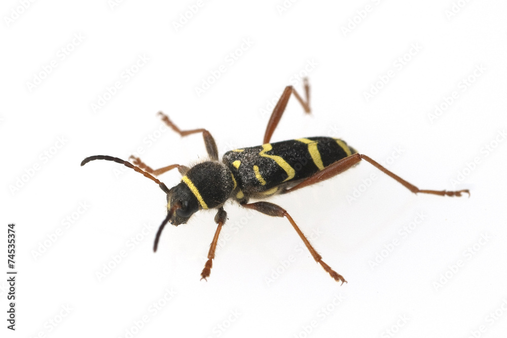 Fototapeta premium Echter Widderbock, Clytus arietis,