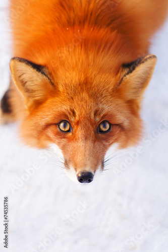 Obraz na plátně red fox