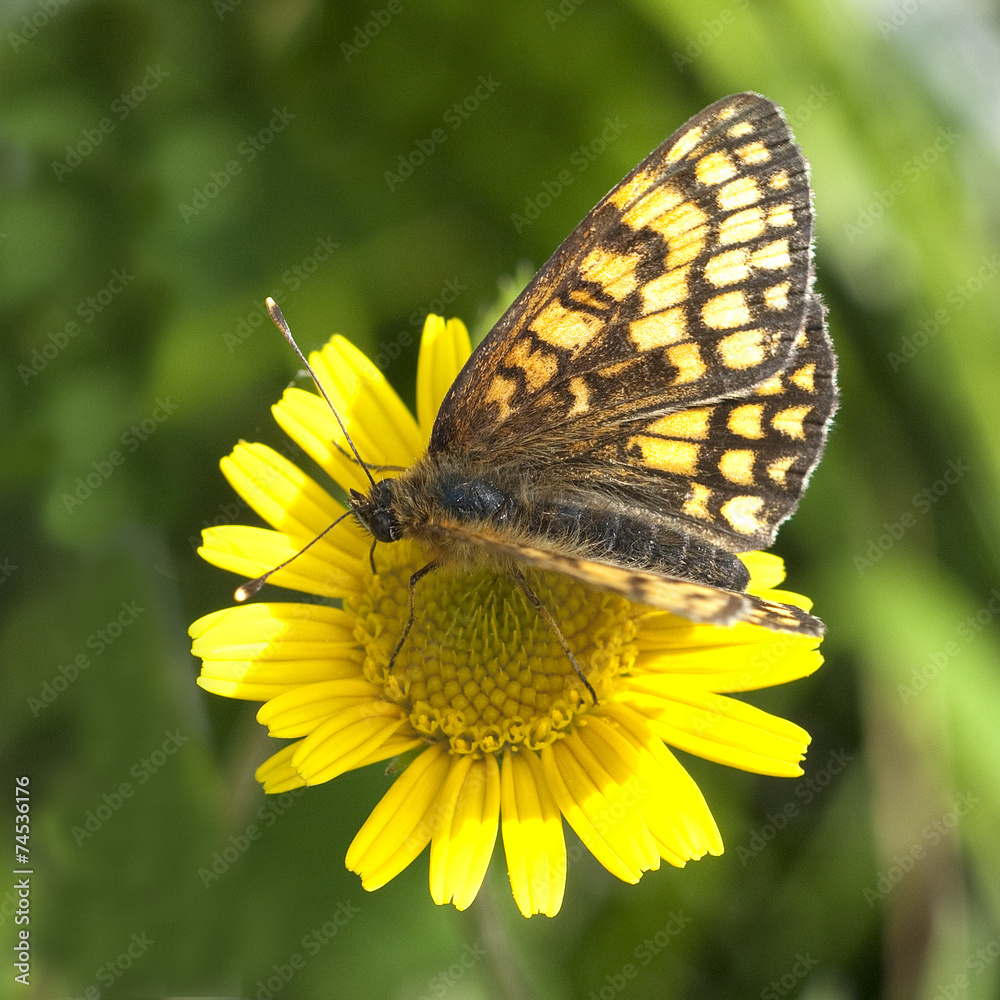 Fototapeta premium Perlmuttfalter; fabriciana, adippe,