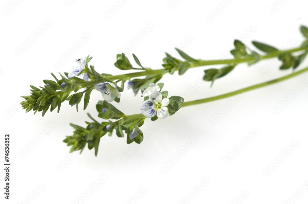 Persischer Ehrenpreis, Veronica, persica; Persischer Ehrenpreis, Veronica, persica;