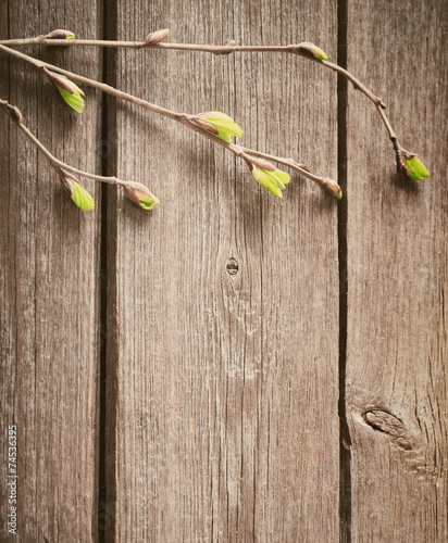 young leaves on a wooden background