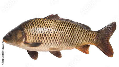 Big carp scales on a white background