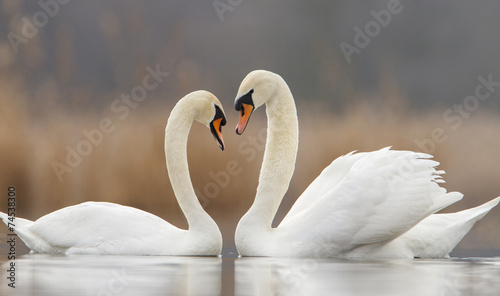 Two swans in love and nice blurred background photo