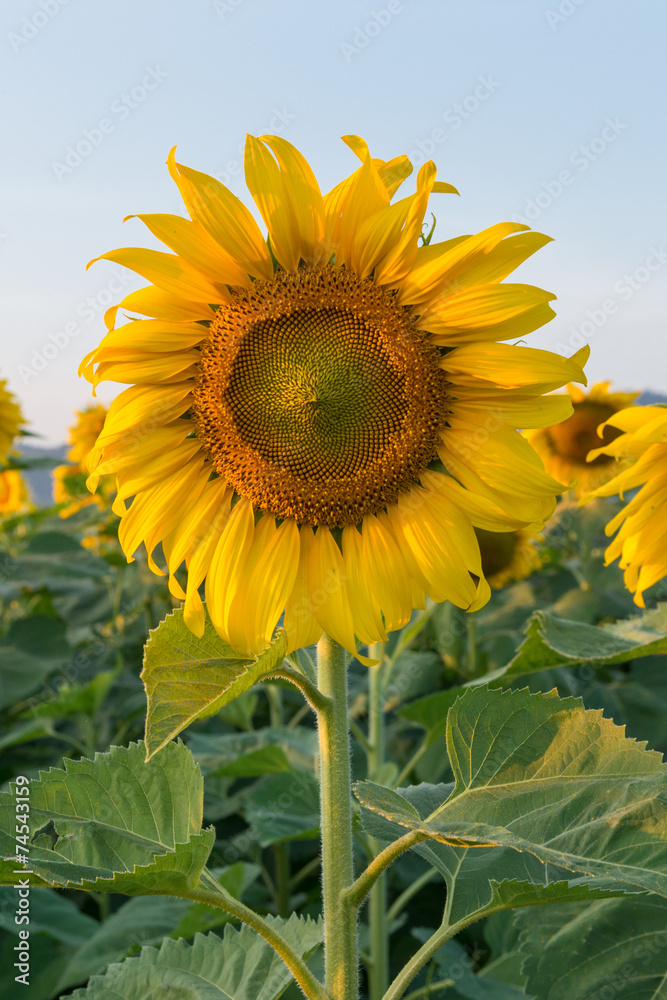 Fototapeta premium A beautiful sunflower field