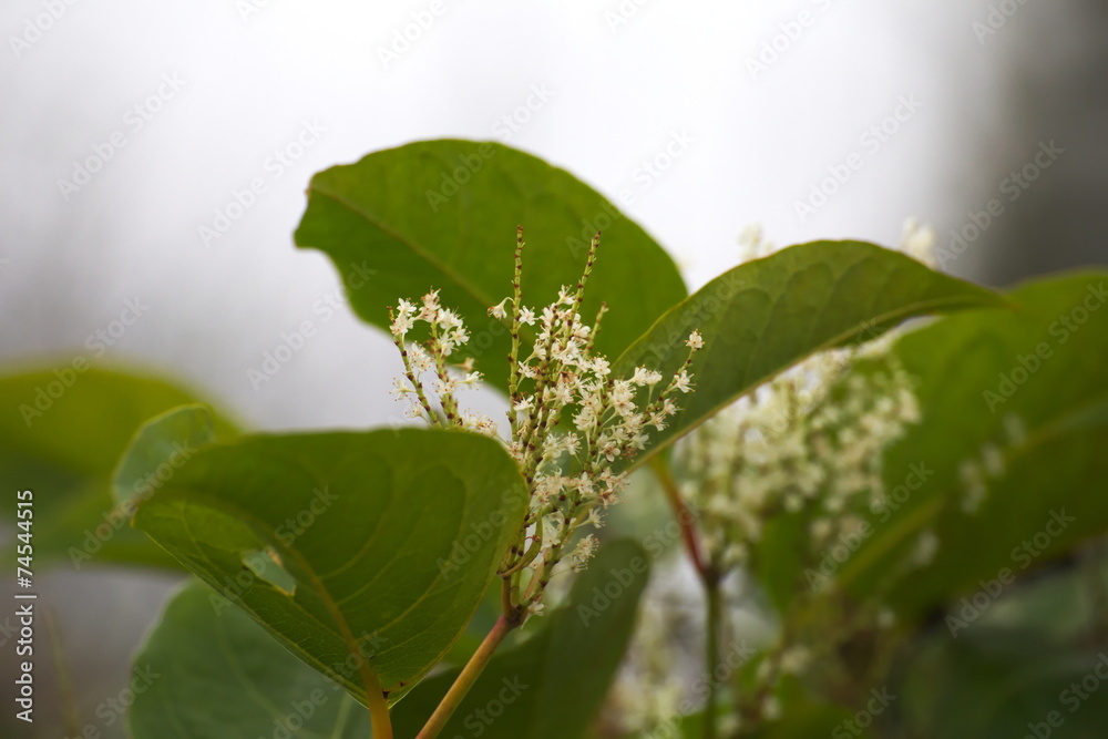 Blossoms of the Japanese Knotweed (Fallopia japonica), an invasive plant species in Europe Blossoms of the Japanese Knotweed (Fallopia japonica), an invasive plant species in Europe