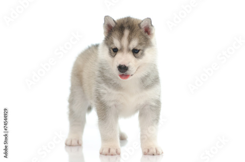 Cute siberian husky standing