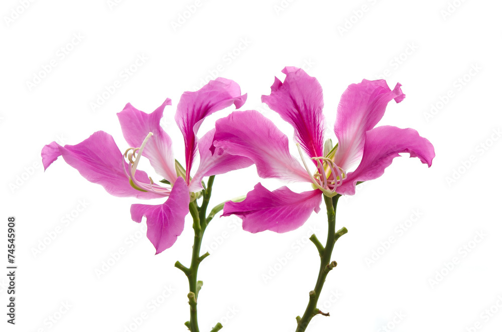 Purple Bauhinia isolate,on white background Purple Bauhinia isolate,on white background