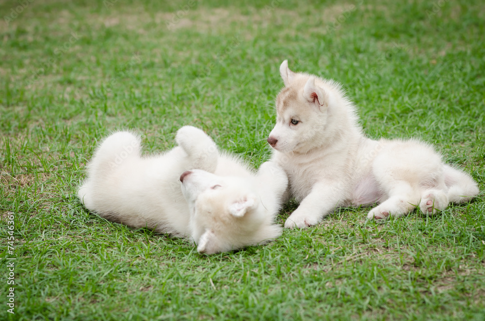 Two siberian husky puppy on green grass