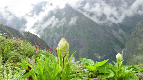 Wildflowers (Saussurea obvallata)Mountain Meadow Mist