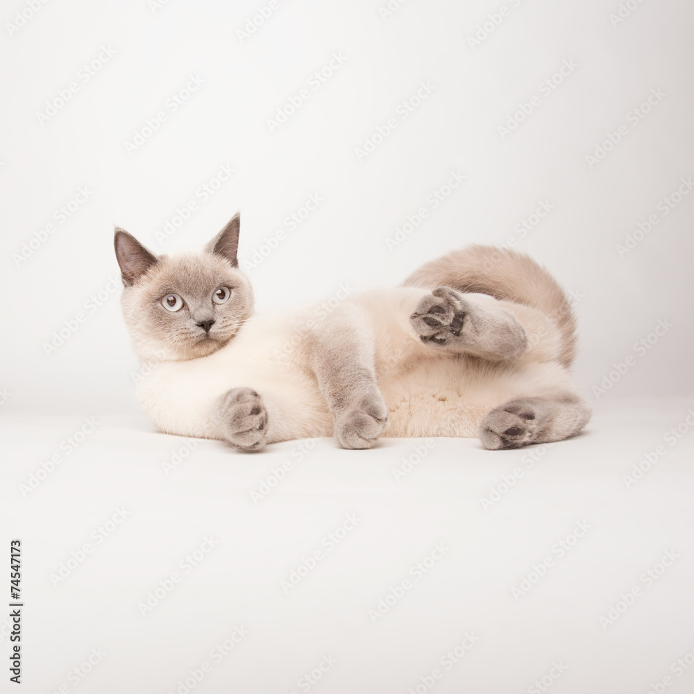 Beige cat on white background
