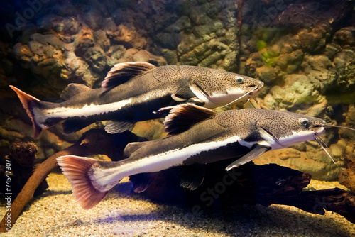 Phractocephalus hemioliopterus - redtail catfish