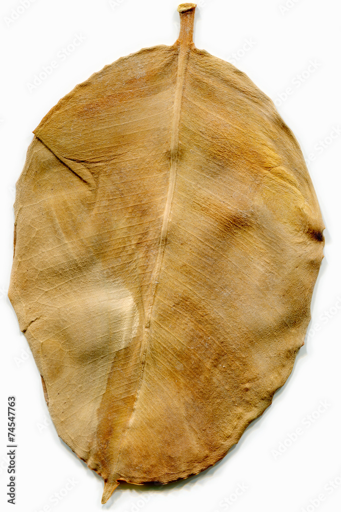 leaf leaf