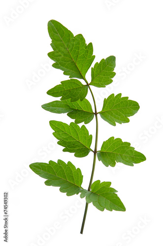 Close up of green leaf