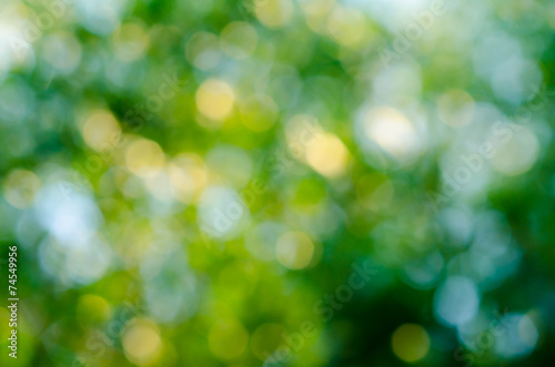 Blurred background of nature