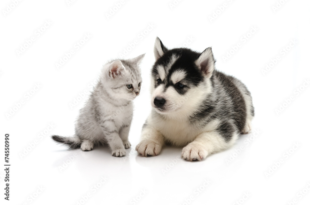 Cute Kitten and puppy on white background