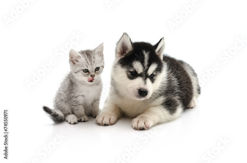 Cute Kitten and puppy on white background