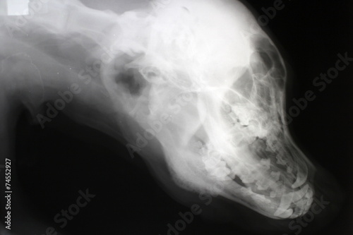 Tumor on lower jaw by dog (labrador retriever)