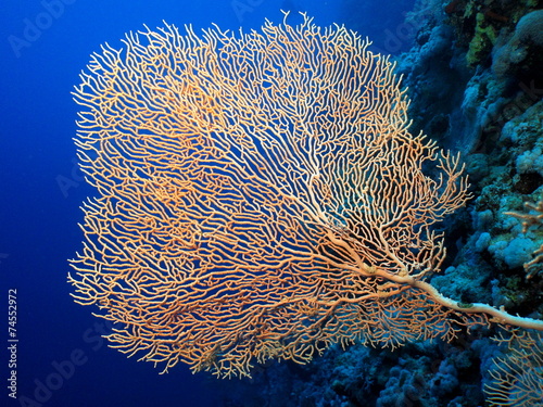 Gorgonian