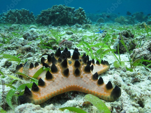 Chocolate chip sea star