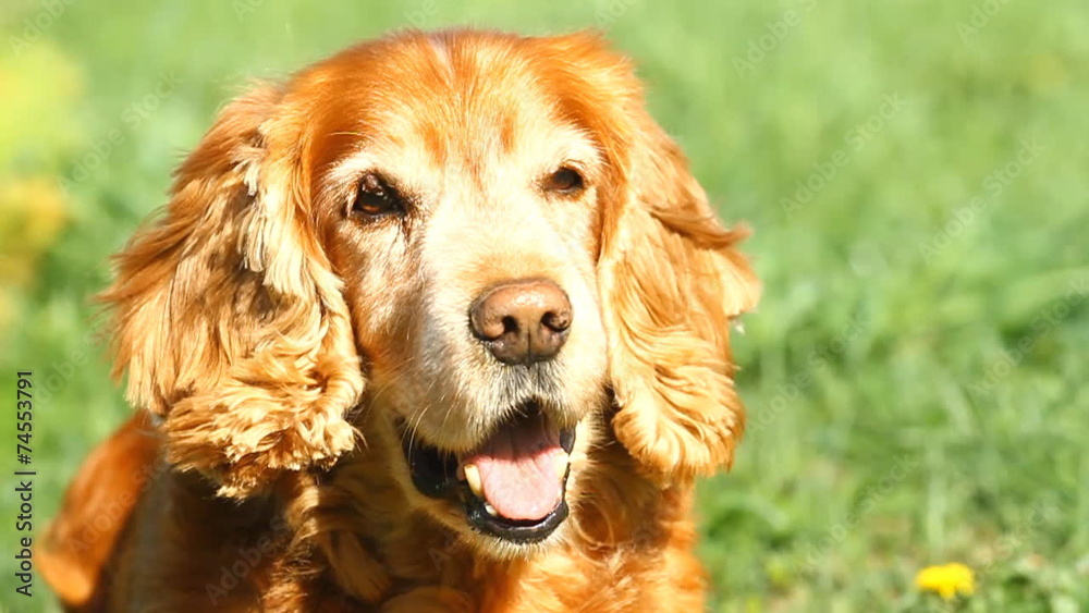 Slow motion. English Cocker Spaniel yawns on a green grass