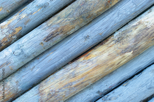 Blue colored tree stumps. photo