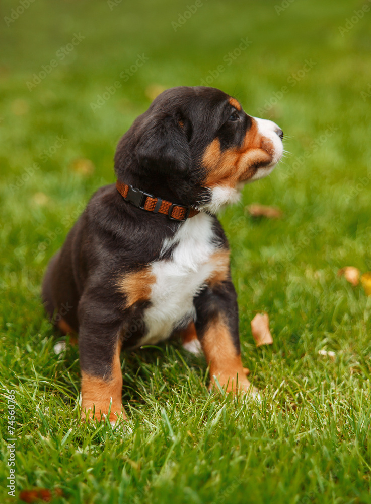 mountain dog puppy on the grass