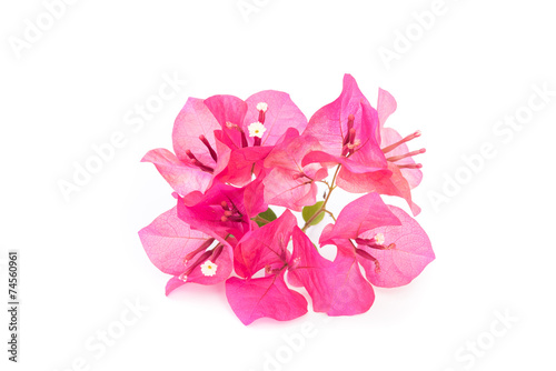 Valokuvatapetti Pink blooming bougainvilleas isolate on white background