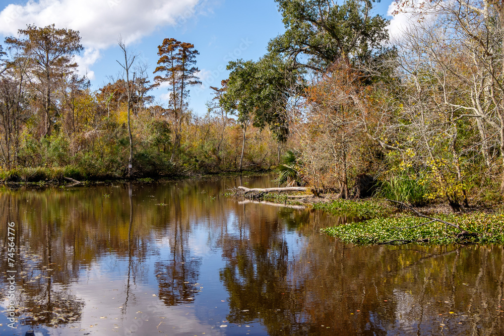Swamp Swamp