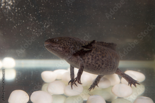 axolotl in the aquarium