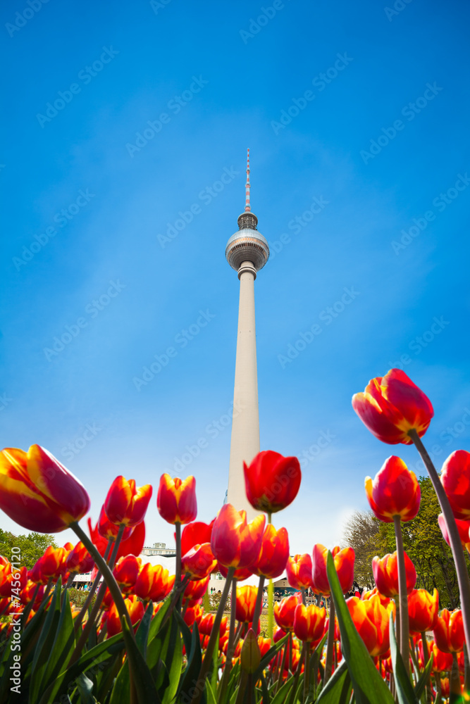 Naklejka premium Berliner Fernsehturm view with red tulips