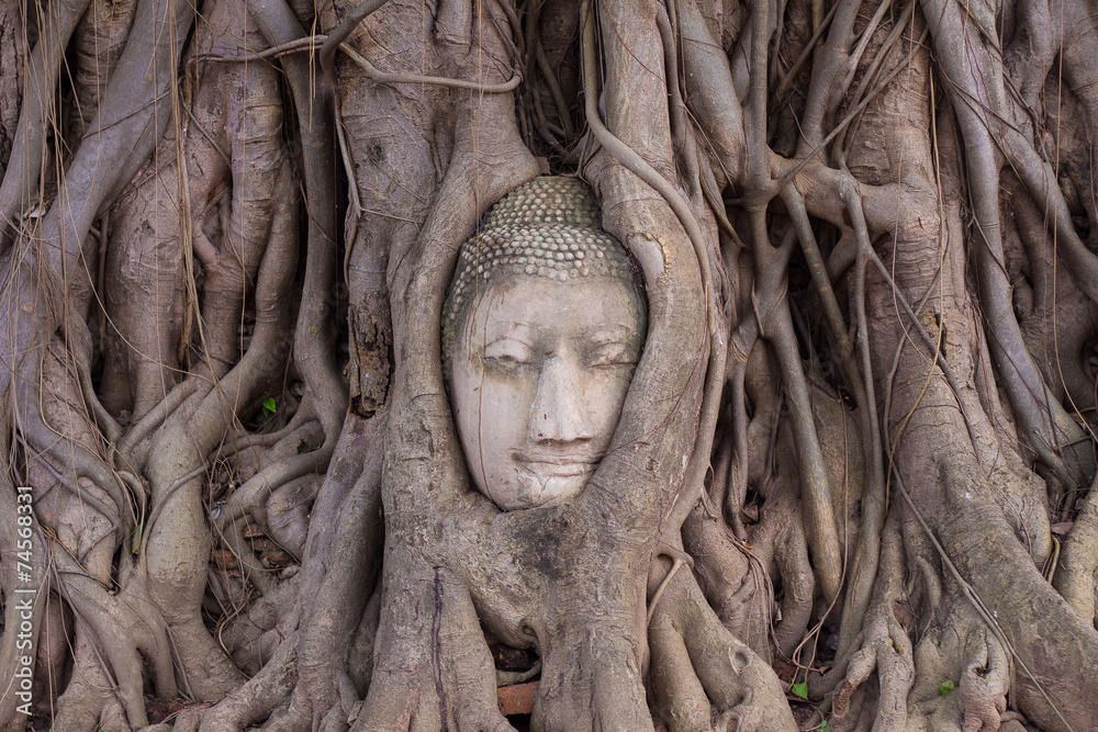 Buddha stone head  statue in tree  of  Temple Ayutthaya in Thail