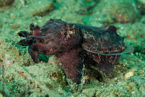 Flamboyant cuttlefish in Ambon, Maluku, Indonesia underwater photo