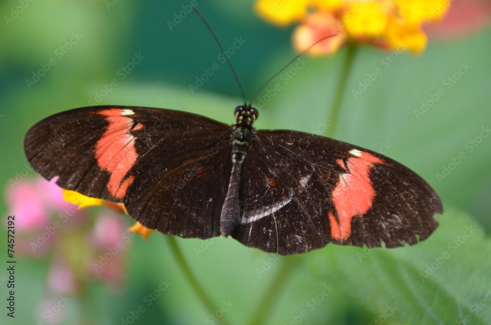 Obraz premium papillon taches oranges