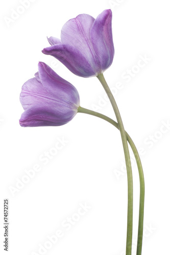 Fototapeta Naklejka Na Ścianę i Meble -  tulip