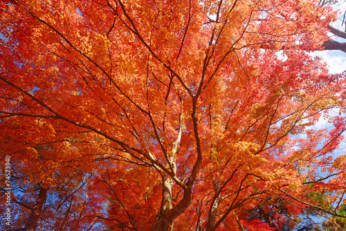 maple in kyoto © porbital