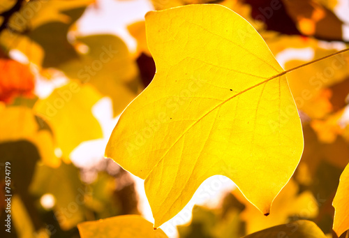 Autumn maple leaves
